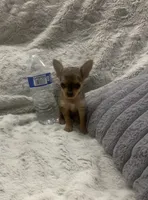 Mini, a female Yorkshire Terrier and Chorkie for sale in Fresno, CA – 1 of 4