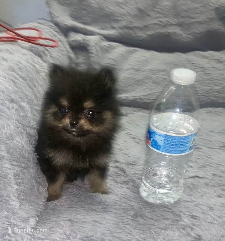 Miko – Pomeranian puppy for sale in Fresno, CA