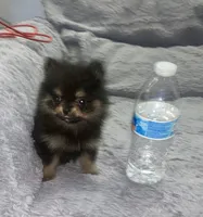 Miko, a male Pomeranian for sale in Fresno, CA – 1 of 6