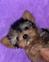 Milli, a female Yorkshire Terrier for sale in Fresno, CA – 3 of 4