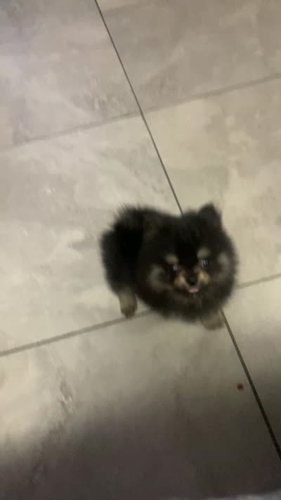 Miko, a male Pomeranian for sale in Fresno, CA – 6 of 6