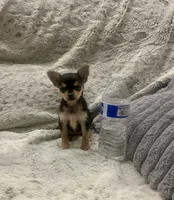 Misty, a female Yorkshire Terrier and Chorkie for sale in Fresno, CA – 2 of 3