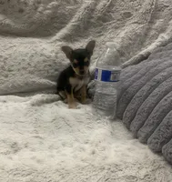 Misty, a female Yorkshire Terrier and Chorkie for sale in Fresno, CA – 3 of 3