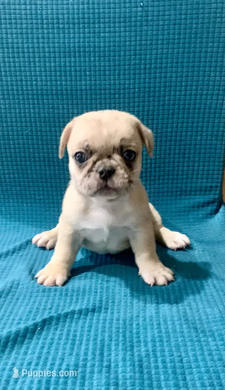 Missy – French Bulldog, Pug puppy for sale in Fresno, CA