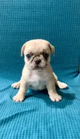 Missy, a female French Bulldog and Pug for sale in Fresno, CA – 1 of 2