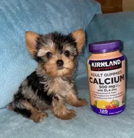 Milli, a female Yorkshire Terrier for sale in Fresno, CA – 4 of 4