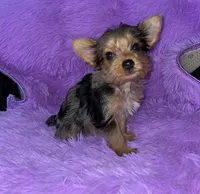 Meeka, a female Yorkshire Terrier for sale in Fresno, CA – 2 of 2
