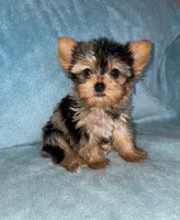Milli, a female Yorkshire Terrier for sale in Fresno, CA – 2 of 4