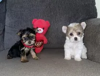 Mitsu, a female Yorkshire Terrier for sale in Fresno, CA – Photo 1 of 4