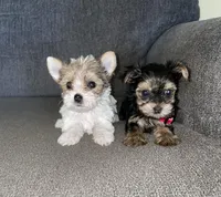 Mitsu, a female Yorkshire Terrier for sale in Fresno, CA – Photo 2 of 4