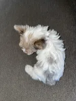 Mitsu, a female Yorkshire Terrier for sale in Fresno, CA – Photo 4 of 4