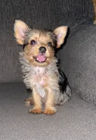 Meeka, a female Yorkshire Terrier for sale in Fresno, CA – 1 of 2