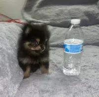Miko, a male Pomeranian for sale in Fresno, CA – 2 of 6