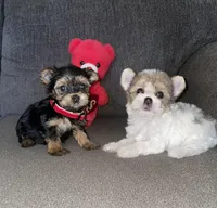 Missy, a female Yorkshire Terrier for sale in Fresno, CA – Photo 1 of 3