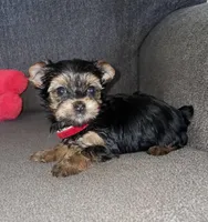 Missy, a female Yorkshire Terrier for sale in Fresno, CA – Photo 3 of 3