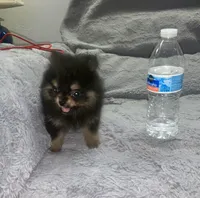 Miko, a male Pomeranian for sale in Fresno, CA – 3 of 6