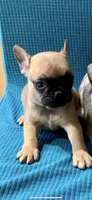 Peanut, a male French Bulldog and Pug for sale in Fresno, CA – 2 of 2