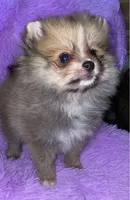 Misty, a female Pomeranian for sale in Fresno, CA – 4 of 4