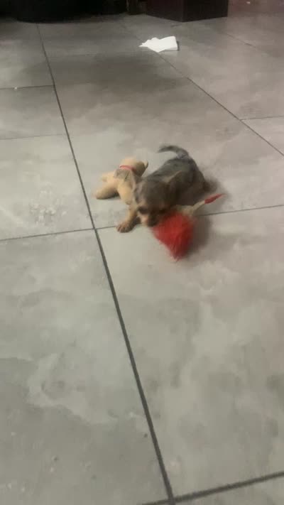 Mini, a female Yorkshire Terrier and Chorkie for sale in Fresno, CA – 4 of 4