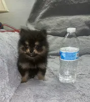 Miko, a male Pomeranian for sale in Fresno, CA – 5 of 6