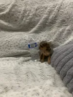 Mini, a female Yorkshire Terrier and Chorkie for sale in Fresno, CA – 2 of 4
