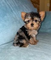 Milli, a female Yorkshire Terrier for sale in Fresno, CA – 1 of 4