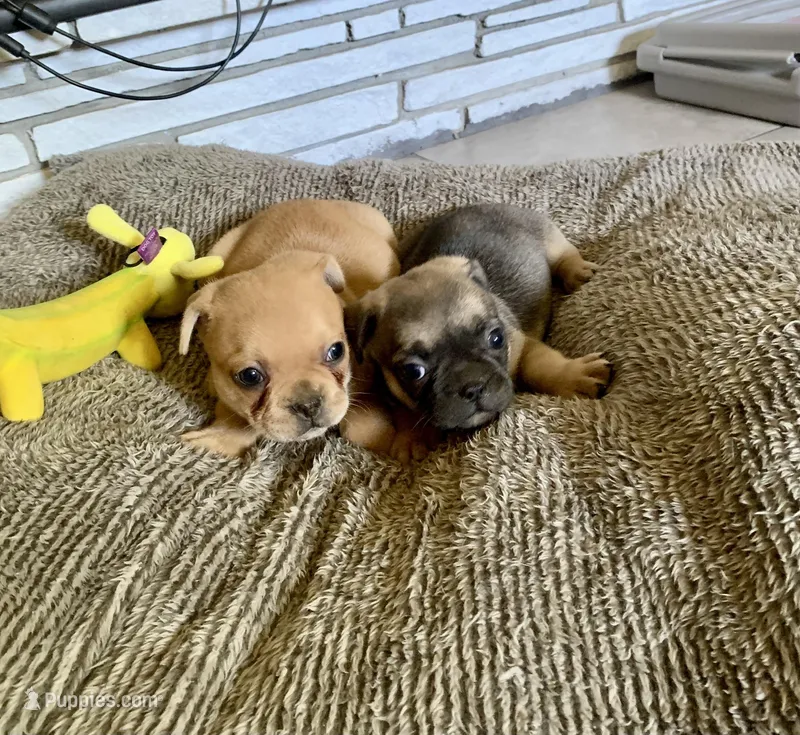 Niko, a male French Bulldog and Pug for sale in Fresno, CA – Photo 1 of 3