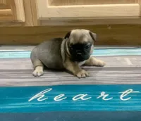 Niko, a male French Bulldog and Pug for sale in Fresno, CA – Photo 2 of 3