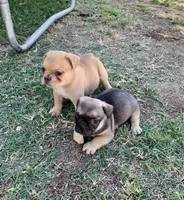 Niko, a male French Bulldog and Pug for sale in Fresno, CA – Photo 3 of 3