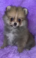 Misty, a female Pomeranian for sale in Fresno, CA – 3 of 4