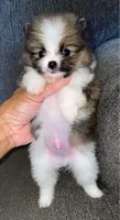 Miko, a male Pomeranian for sale in Fresno, CA – 2 of 2