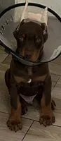 Gary’s Russian Zar, a male Doberman Pinscher for sale in Houston, TX – 2 of 6