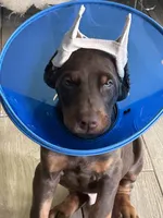Perros beautiful pride, a male Doberman Pinscher for sale in Houston, TX – 2 of 2