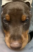 Gary’s Russian Zar, a male Doberman Pinscher for sale in Houston, TX – 5 of 6