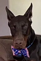 Gary’s Russian Zar, a male Doberman Pinscher for sale in Houston, TX – 3 of 6