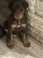 Gingers Snap, a female Doberman Pinscher for sale in Houston, TX – 1 of 1