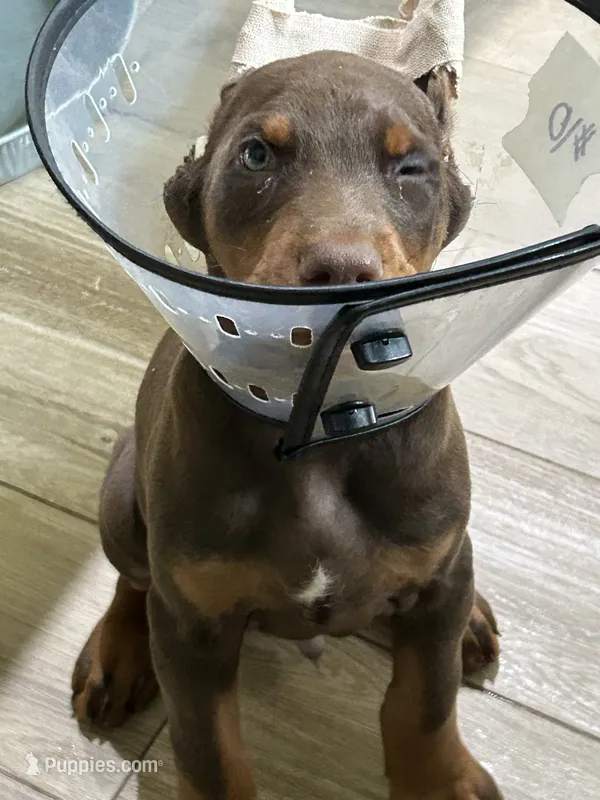 Gary’s Russian Zar – Doberman Pinscher puppy for sale in Houston, TX