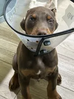 Gary’s Russian Zar, a male Doberman Pinscher for sale in Houston, TX – 1 of 6