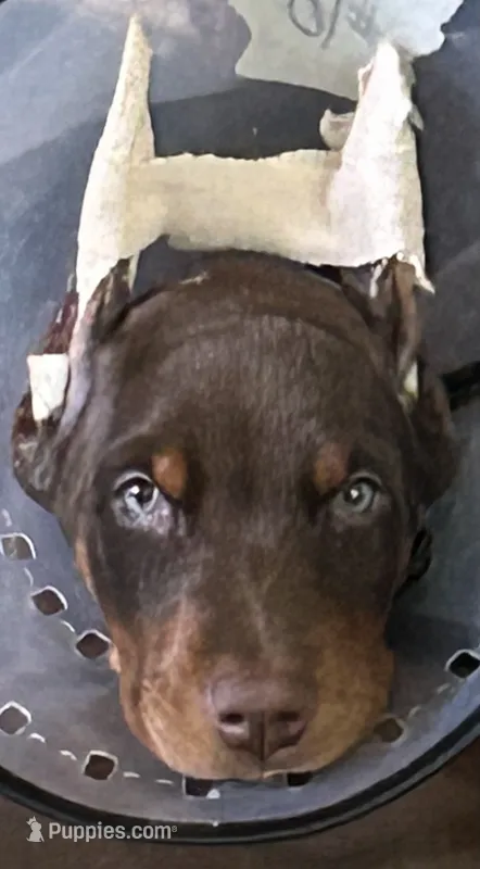 Perros beautiful pride – Doberman Pinscher puppy for sale in Houston, TX