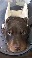Perros beautiful pride, a male Doberman Pinscher for sale in Houston, TX – 1 of 2