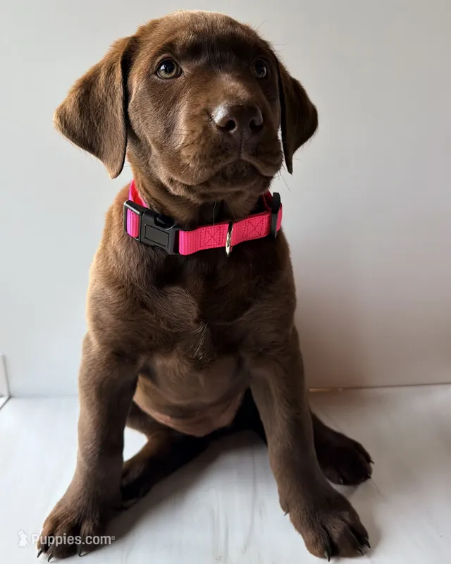 Pink Female – Labrador Retriever puppy for sale in Tenino, WA