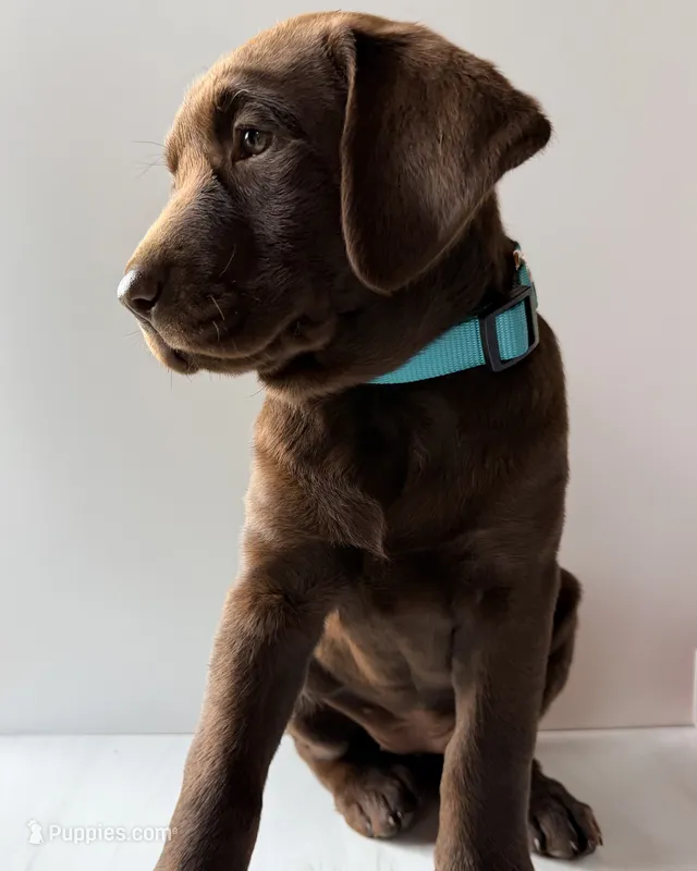 Teal Female – Labrador Retriever puppy for sale in Tenino, WA