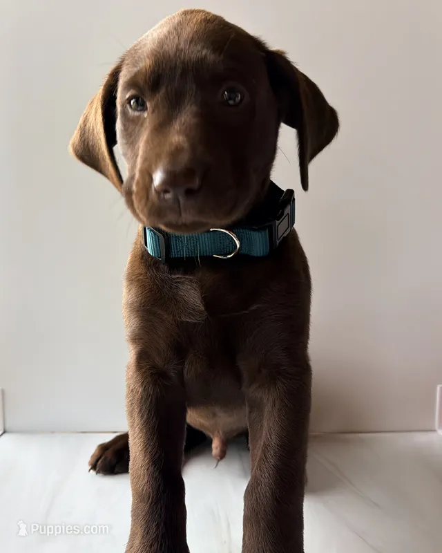 Green Male – Labrador Retriever puppy for sale in Tenino, WA