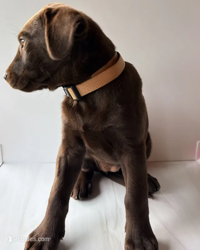 Tan Female – Labrador Retriever puppy for sale in Tenino, WA