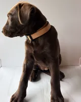 Tan Female, a female Labrador Retriever for sale in Tenino, WA – 1 of 3