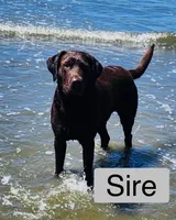 Red Female, a female Labrador Retriever for sale in Tenino, WA – 3 of 4