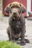 Red Female, a female Labrador Retriever for sale in Tenino, WA – 1 of 4