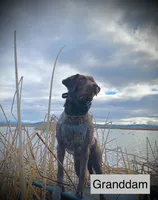 Red Female, a female Labrador Retriever for sale in Tenino, WA – 2 of 4