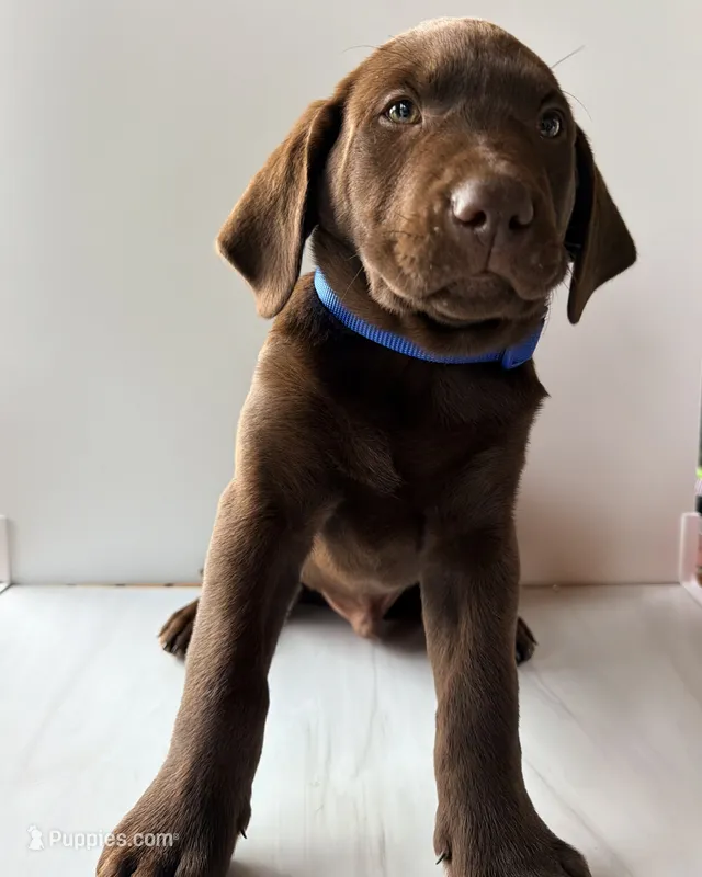 Blue Male – Labrador Retriever puppy for sale in Tenino, WA