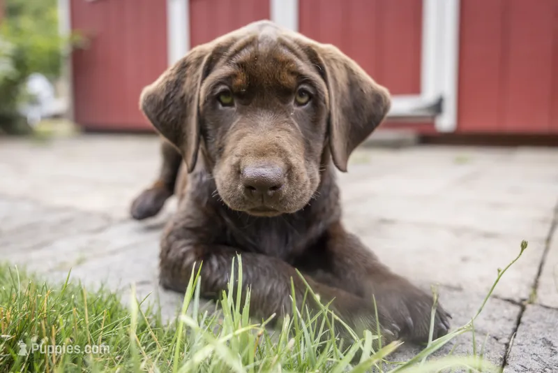 Black Male – Labrador Retriever puppy for sale in Tenino, WA